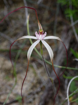 Caladenia varians × Caladenia sp.