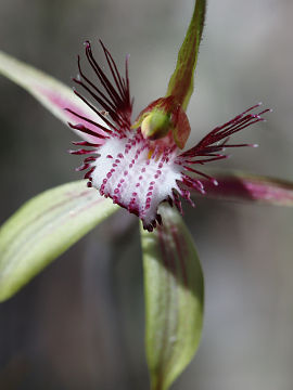 Caladenia swartsiorum × Caladenia sp.