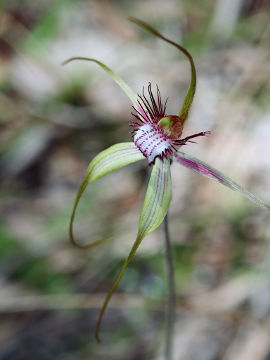 Caladenia swartsiorum × Caladenia sp.