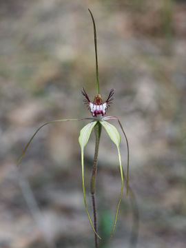 Caladenia swartsiorum × Caladenia sp.