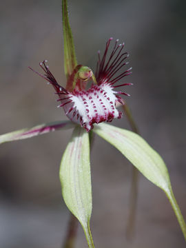 Caladenia swartsiorum × Caladenia sp.