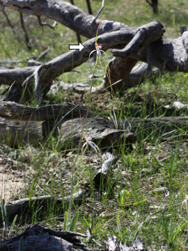 Caladenia splendens
