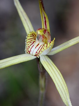 Caladenia straminichila