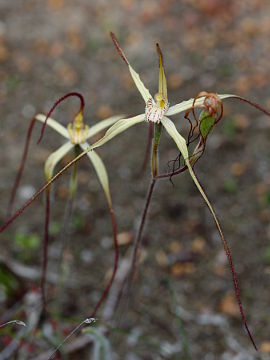 Caladenia straminichila
