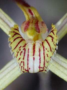 Caladenia straminichila