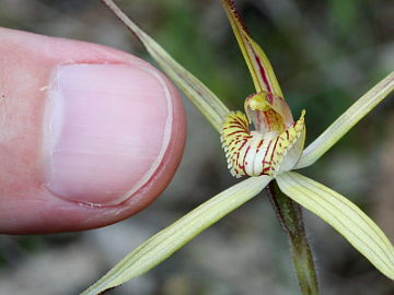 Caladenia straminichila