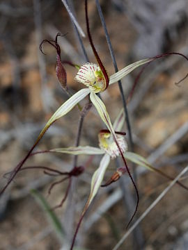 Caladenia straminichila