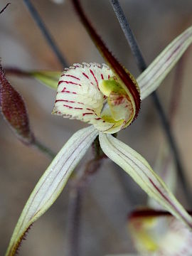 Caladenia straminichila
