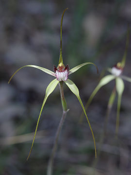 Caladenia swartsiorum