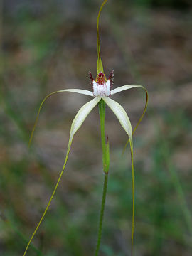 Caladenia swartsiorum