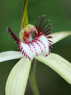 Caladenia swartsiorum