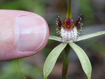 Caladenia swartsiorum