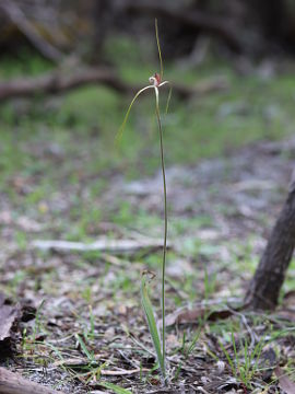 Caladenia swartsiorum