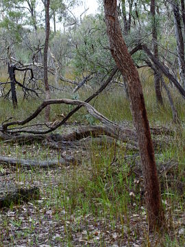 Caladenia swartsiorum