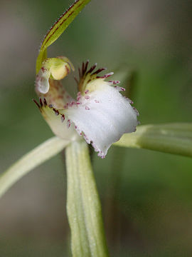 Caladenia uliginosa