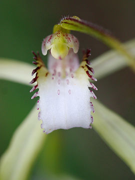 Caladenia uliginosa
