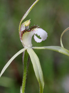 Caladenia uliginosa
