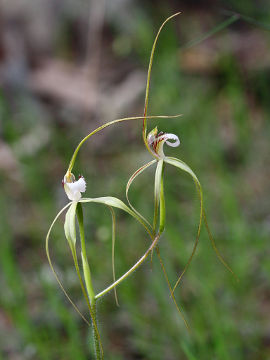 Caladenia uliginosa