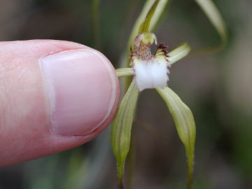 Caladenia uliginosa