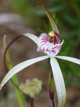 Caladenia varians