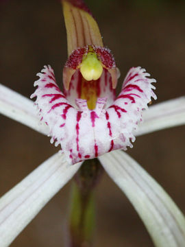 Caladenia varians