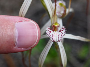 Caladenia varians