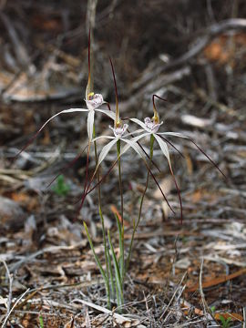 Caladenia varians