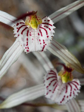 Caladenia varians