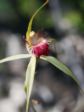 Caladenia viridescens