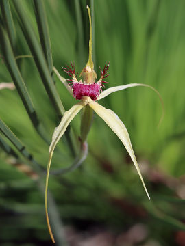 Caladenia viridescens