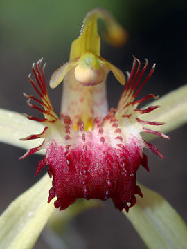 Caladenia viridescens