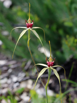 Caladenia viridescens