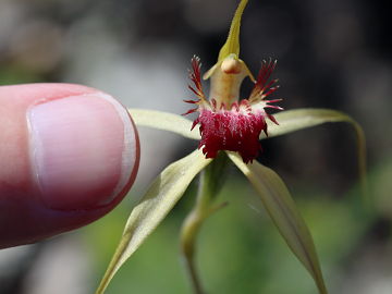 Caladenia viridescens