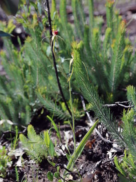 Caladenia viridescens