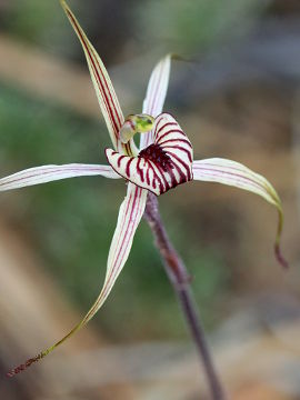 Caladenia wanosa