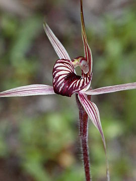 Caladenia wanosa