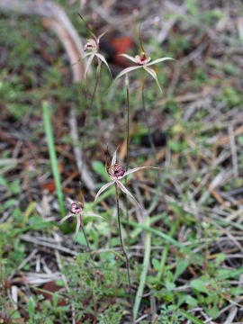Caladenia wanosa