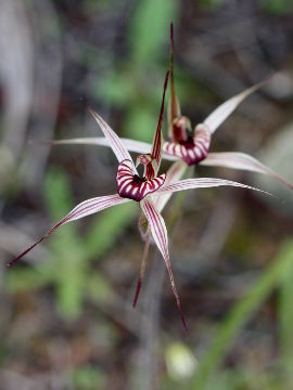 Caladenia wanosa
