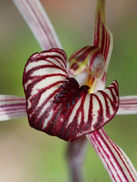 Caladenia wanosa