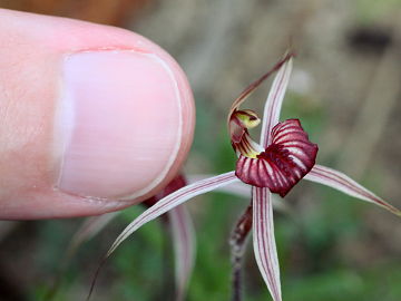 Caladenia wanosa