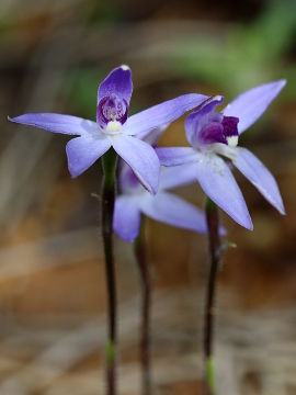 Cyanicula amplexans Cyanicula amplexans