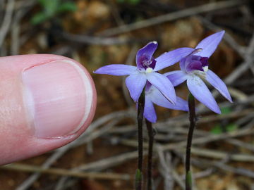 Cyanicula amplexans Cyanicula amplexans