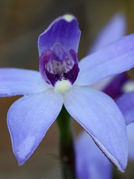 Cyanicula amplexans Cyanicula amplexans