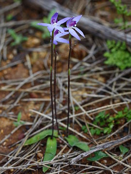 Cyanicula amplexans Cyanicula amplexans