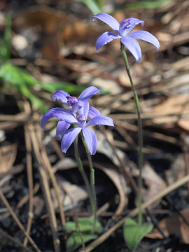 Cyanicula sericea