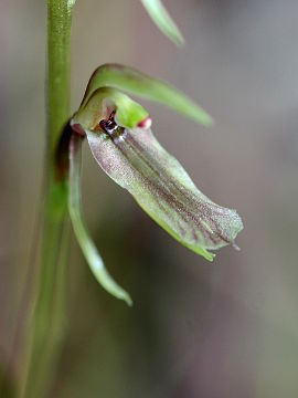 Cyrtostylis huegelii