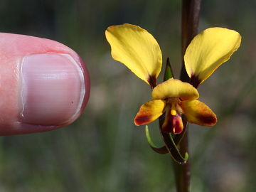 Diuris corymbosa