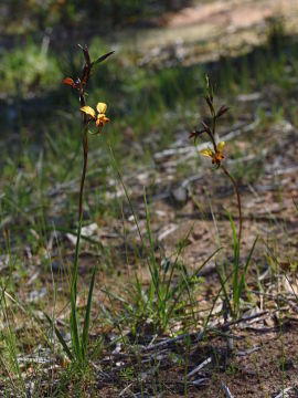 Diuris corymbosa