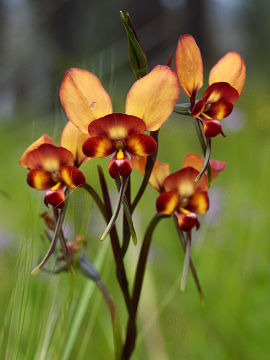 Diuris cruenta