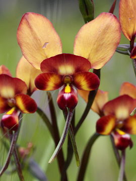 Diuris cruenta
